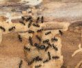 Extermination st-lambert extermination de fourmis
