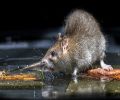 Extermination de rats à St-Lambert Problème de rats
